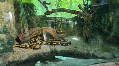 Toradh íomhá ar Zoo Python Exhibit