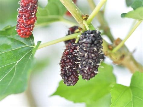 Toradh íomhá ar Mulberry Tree Root System