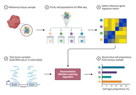 Résultat d’images pour SC RNA Sequencing Workflow