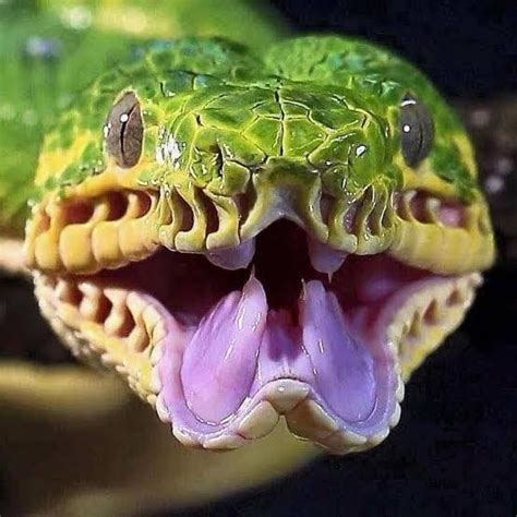 Image result for Python Mouth Teeth