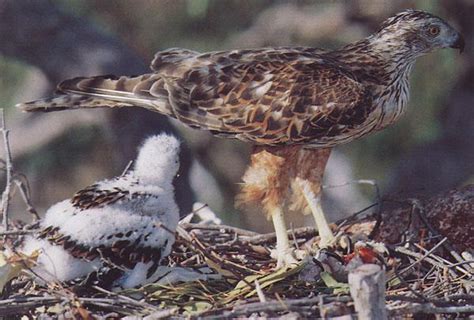 Image result for Red Goshawk Life Cycle Flow Chart