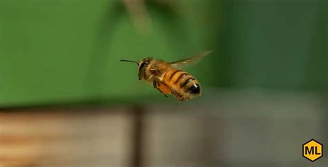 Image result for How Bees Fly