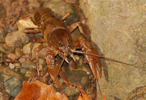 Image result for Crawdad Hole Fishing
