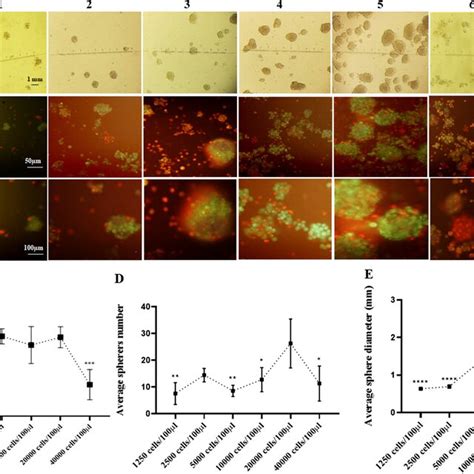 Toradh íomhá ar Finding Cell Potential