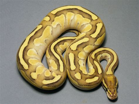Image result for Butter Fire Ball Python