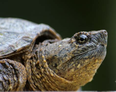Image result for Snapping Turtle Side Profile