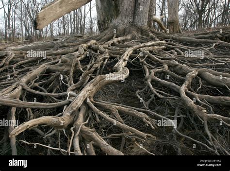 Silver Maple Root System に対する画像結果