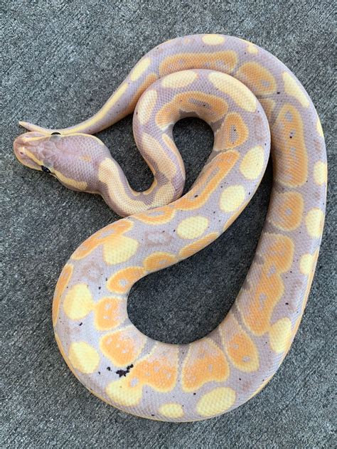Coral Glow Pastel Lesser Ball Python に対する画像結果