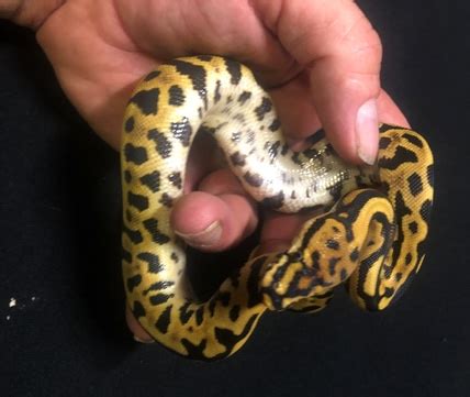 Image result for YB Ball Python