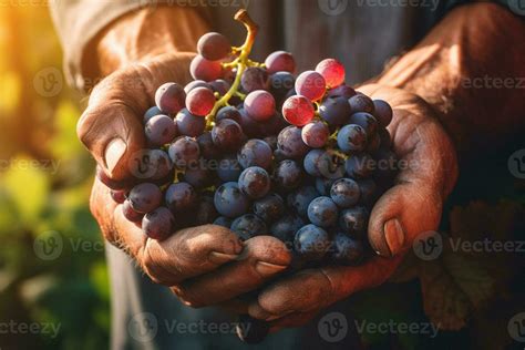 Engineer Hand Grape に対する画像結果