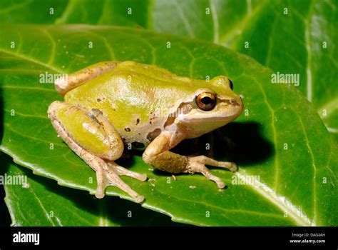 Afbeeldingsresultaten voor Pacific Tree Frog