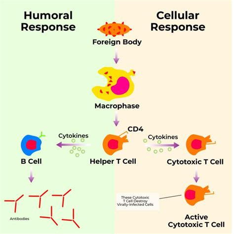 Image result for Humoral Cellular Immunity