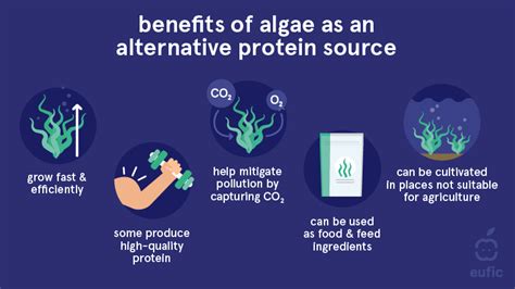 Toradh íomhá ar Renewable Energy Using Algae