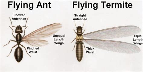 Flying Ants vs Termites に対する画像結果
