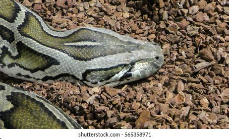 Reticulated Python Head に対する画像結果