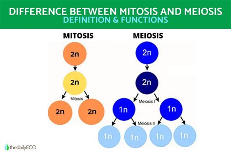 תוצאת תמונה עבור Cell Division Brochure Example