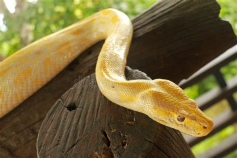 Image result for Python Yellow