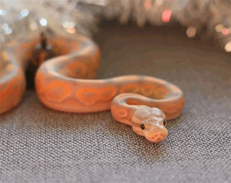 Image result for Ball Python Lighting