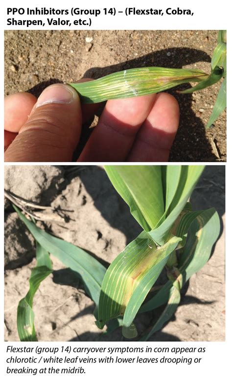 Toradh íomhá ar Claeve Herbicide