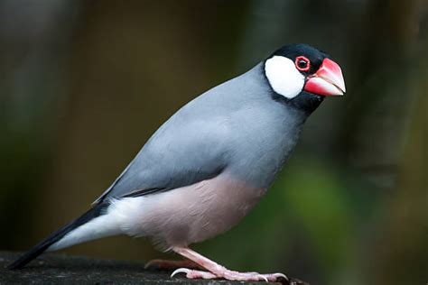 Java Sparrow P4ictures に対する画像結果
