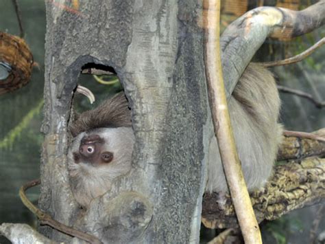 Image result for Sloth Turtle Back Zoo