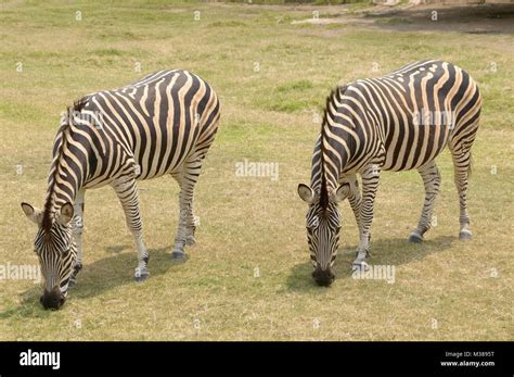 Image result for Zebras Reproduction