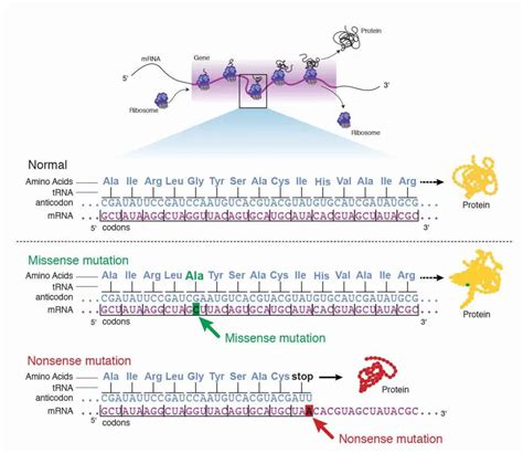 Afbeeldingsresultaten voor Protein That Reads Codon