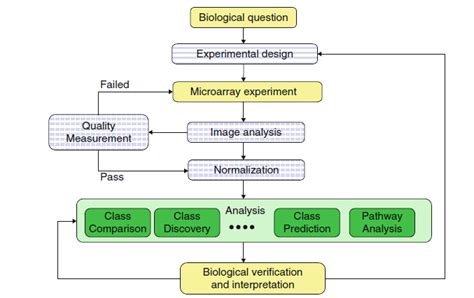 Image result for Microarray in Scientific Research