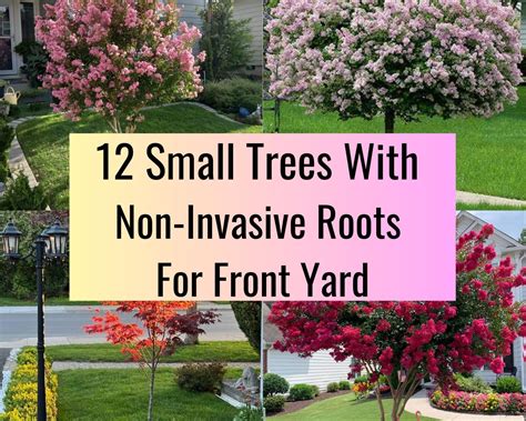 Image result for Trees with Small Root Systems