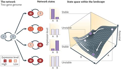 Toradh íomhá ar Double Negative Feedback Loop