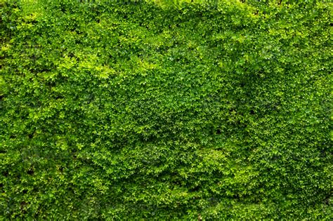 Image result for Moss Texture