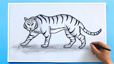 Tiger Drawing Simple కోసం చిత్ర ఫలితం
