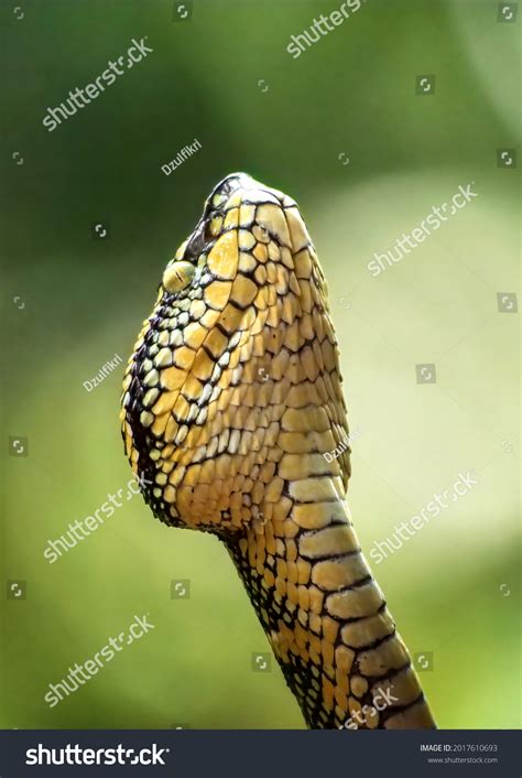 Image result for Golden Child Retic Python