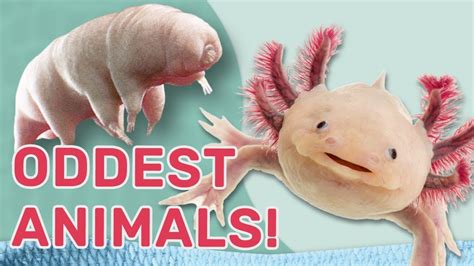 Image result for Strange Animal Adaptations