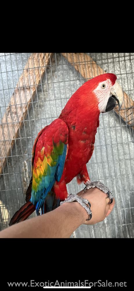 Image result for Ruby Gold Macaw