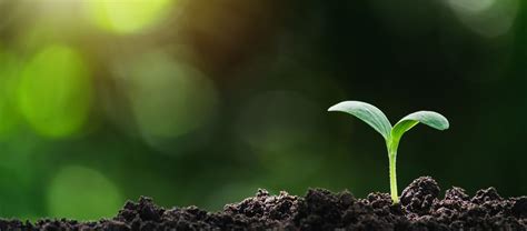 Pph Trauma に対する画像結果