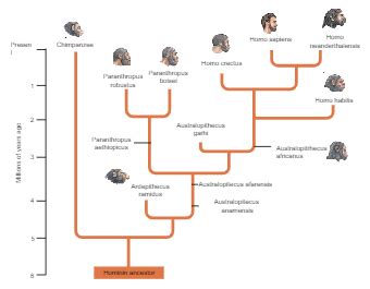 Toradh íomhá ar Evolution Tree Homosapien