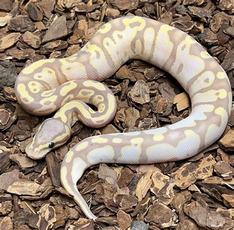 Image result for Pastel Lesser Banana Pie Ball Python