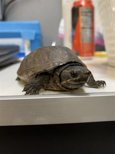 Image result for Musk Turtle Shell Rot