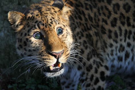 Leopard Adaptations に対する画像結果