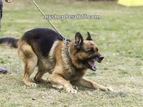 Image result for German Shepherd Dog Barking