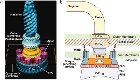 Image result for Flagellar Stator Structure