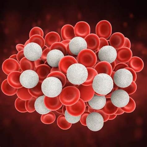 Image result for WBC Count