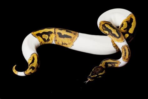 Image result for Cool Ball Python