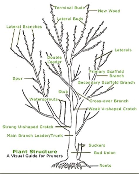 Silver Maple Root System に対する画像結果