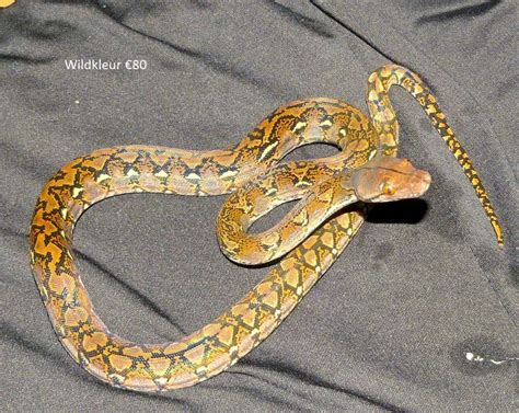 Image result for Normal Retic Python's