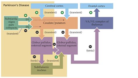 Image result for Sequence Diagram for Parkinson Disease