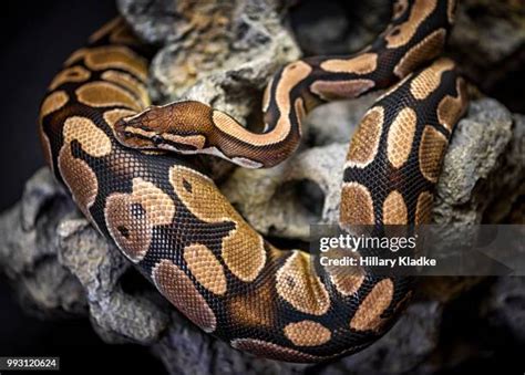 Image result for Curled Up Burmese Python