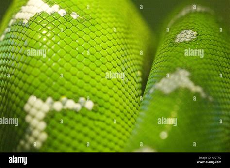 Image result for Green Ring Python