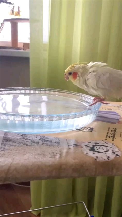 Image result for Cockatiels Playing
